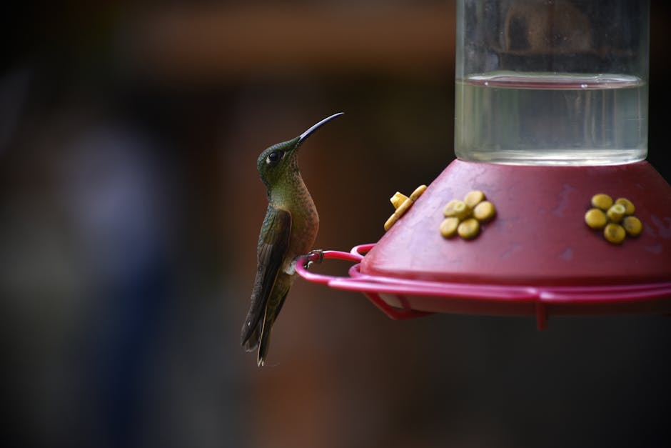 How Deck Bird Feeders Can Transform Your Outdoor Living Experience 